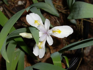 Iris Tenuis Watson Bearded Iris Species Growing Bonsai Bulbs Roots Rhizomes Corms Tubers Potted Planting Reblooming Fragrant Garden Flower Seeds Plant