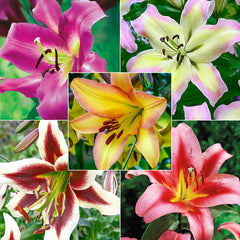 Spotlight Lily Tree Collection Lily Blooms Species Growing Bonsai Bulbs Roots Rhizomes Corms Tubers Potted Planting Reblooming Fragrant Garden Flower Seeds Plant - Seedsplant