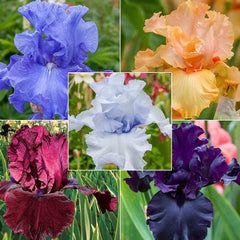 Solid-Colour Bearded Iris Collection Species Growing Bonsai Bulbs Roots Rhizomes Corms Tubers Potted Planting Reblooming Fragrant Garden Flower Seeds Plant