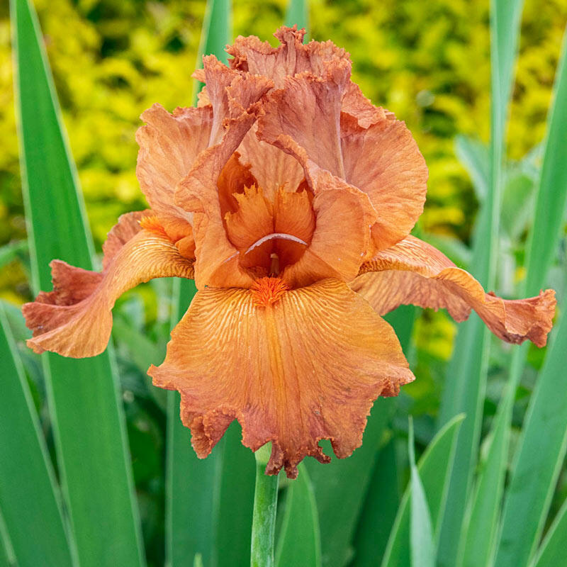 potted iris plant Hermes Bearded Iris Species Growing Bonsai Bulbs Roots Rhizomes Corms Tubers Potted Planting Reblooming Fragrant Garden Flower Seeds Plant