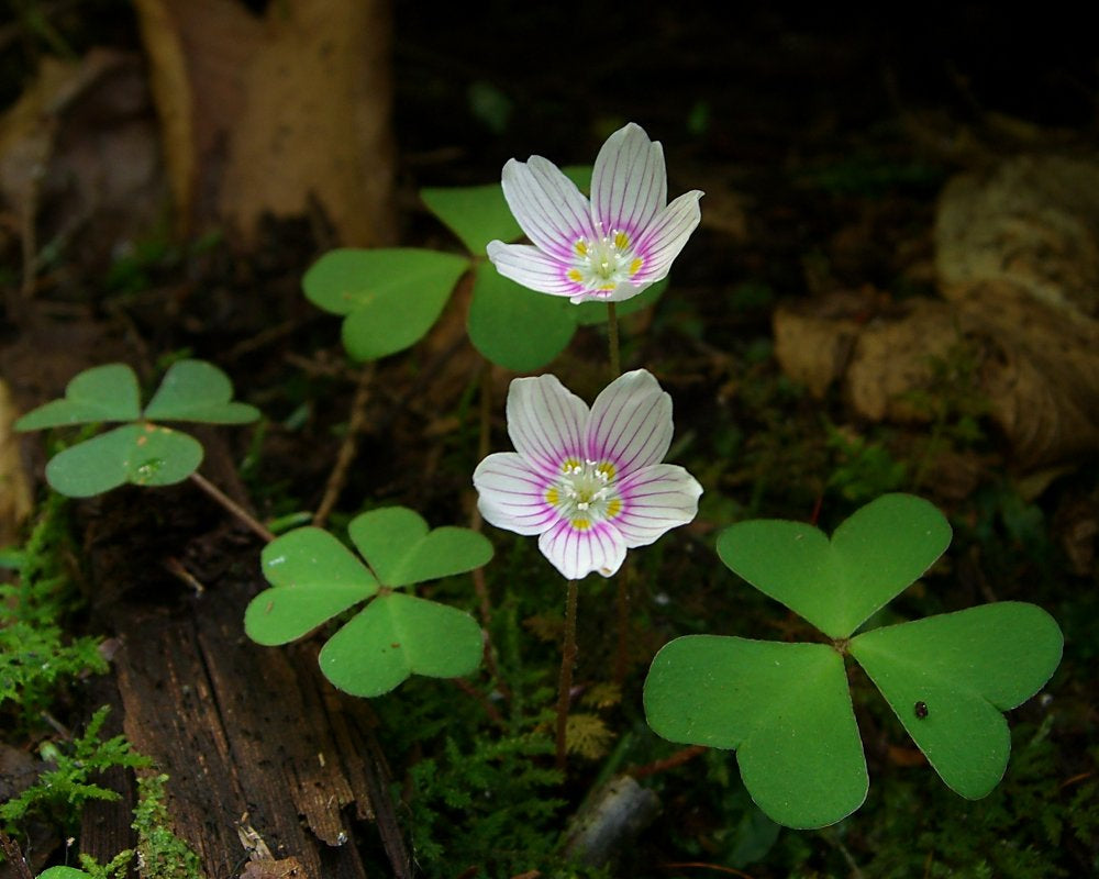 oxalis plant seeds Montana Pellaea Oxalis Bulbs Wood Sorrel Shamrock Perennial Growing Bonsai Roots Rhizomes Corms Tubers Potted Planting Reblooming Fragrant Garden Species Blooms Flower Seeds Plant Gardening