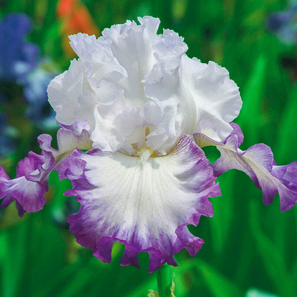 Center Ice Bearded Iris Species Growing Bonsai Bulbs Roots Rhizomes Corms Tubers Potted Planting Reblooming Fragrant Garden Flower Seeds Plant
