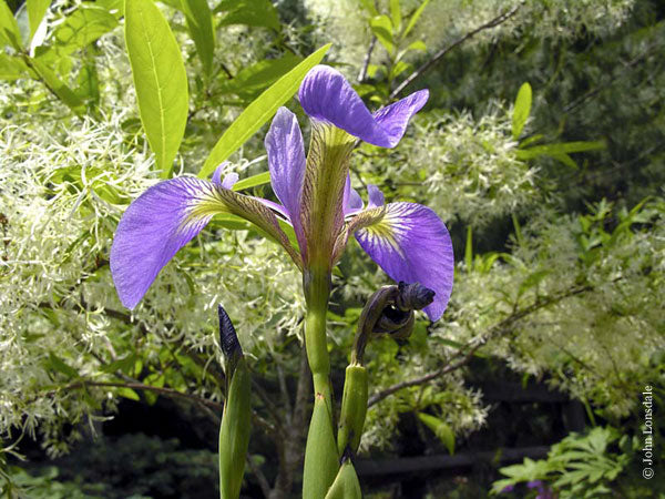 Iris setosa Pall Link Species From Various Parts World Eastern Asia Canada United States Bearded Iris Species Growing Bonsai Bulbs Roots Rhizomes Flower Seeds Plant