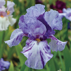 Elainealope Reblooming Bearded Iris Species Growing Bonsai Bulbs Roots Rhizomes Corms Tubers Potted Planting Fragrant Garden Flower Seeds Plant