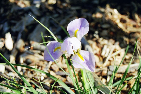 Iris Unguicularis Starkers Pink Grown Bearded Iris Species Growing Bonsai Bulbs Roots Rhizomes Corms Tubers Potted Planting Reblooming Fragrant Garden Flower Seeds Plant