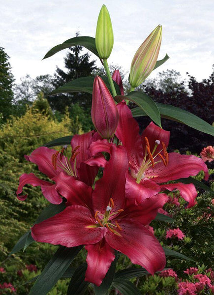 Budapest Oriental Hybrid Lily Blooms Species Growing Bonsai Bulbs Roots Rhizomes Corms Tubers Potted Planting Reblooming Fragrant Garden Flower Seeds Plant