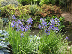 Iris Sibirica Has Blue Violet And Occasionally White Flowers And Native Italy Garden Flower Seeds Plant