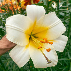 White Planet Trumpet Lily Blooms Species Growing Bonsai Bulbs Roots Rhizomes Corms Tubers Potted Planting Reblooming Fragrant Garden Flower Seeds Plant - Seedsplant