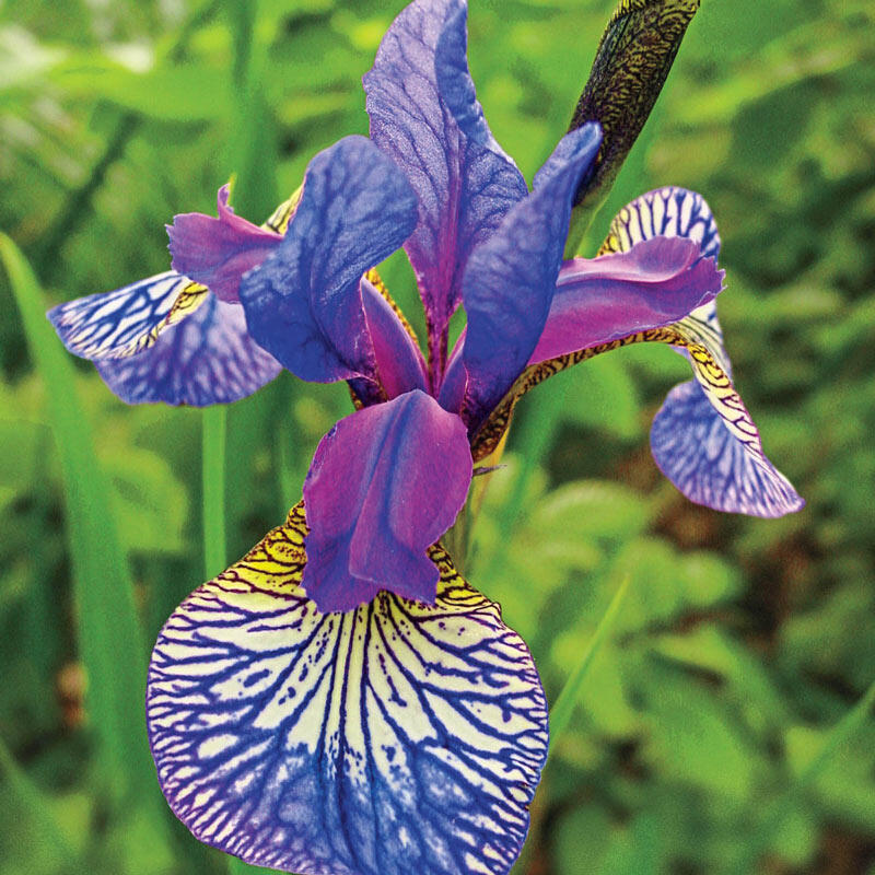 prayer plant corms Shaker's Prayer Siberian Iris Iris Species Growing Bonsai Bulbs Roots Rhizomes Corms Tubers Potted Planting Reblooming Fragrant Garden Flower Seeds Plant