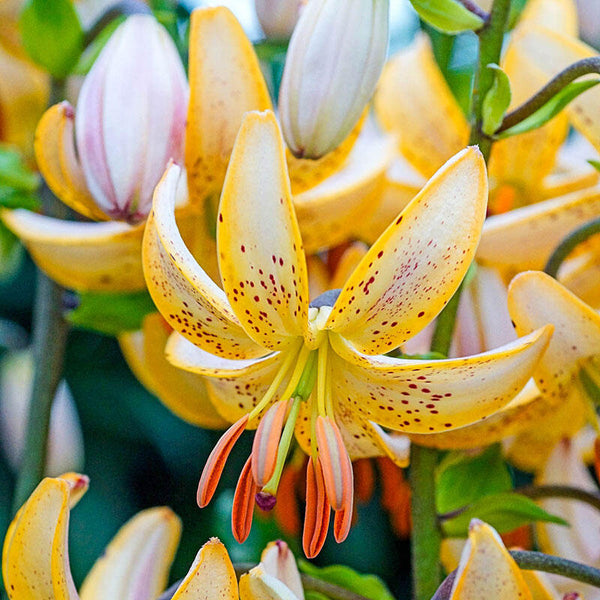 Guinea Gold Lily Blooms Species Growing Bonsai Bulbs Roots Rhizomes Corms Tubers Potted Planting Reblooming Fragrant Garden Flower Seeds Plant