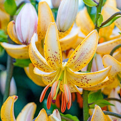 Guinea Gold Lily Blooms Species Growing Bonsai Bulbs Roots Rhizomes Corms Tubers Potted Planting Reblooming Fragrant Garden Flower Seeds Plant