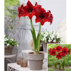 Arabian Night Amaryllis Hippeastrum Blooms Species Growing Bonsai Bulbs Roots Rhizomes Corms Tubers Potted Planting Reblooming Fragrant Garden Flower Seeds Plant  Size 12-16cm