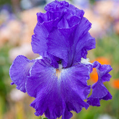 Speeding Again Bearded Iris Species Growing Bonsai Bulbs Roots Rhizomes Corms Tubers Potted Planting Reblooming Fragrant Garden Flower Seeds Plant