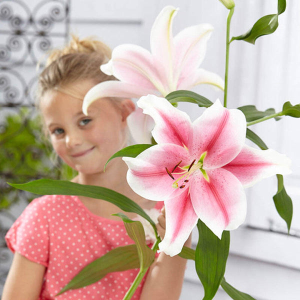 Pink Brilliant Lily Tree Blooms Species Growing Bonsai Bulbs Roots Rhizomes Corms Tubers Potted Planting Reblooming Fragrant Garden Flower Seeds Plant
