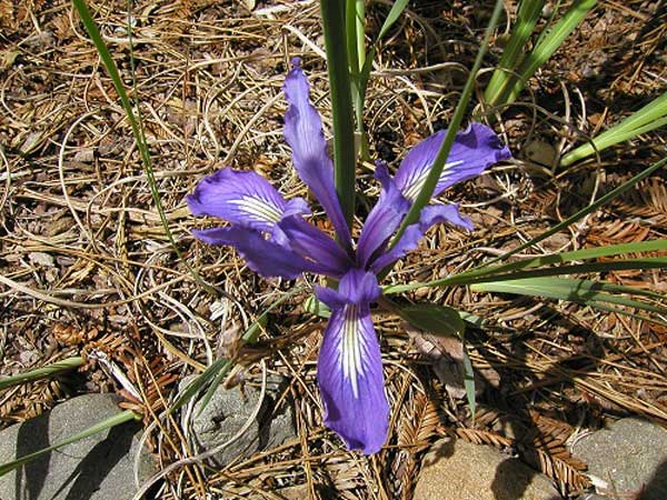 Iris Macrosiphon Torrey Bearded Iris Species Growing Bonsai Bulbs Roots Rhizomes Corms Tubers Potted Planting Reblooming Fragrant Garden Flower Seeds Plant