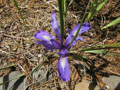 Iris Macrosiphon Torrey Bearded Iris Species Growing Bonsai Bulbs Roots Rhizomes Corms Tubers Potted Planting Reblooming Fragrant Garden Flower Seeds Plant