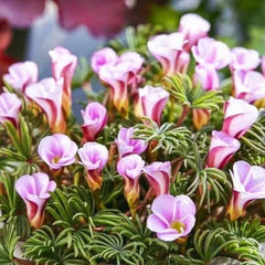 Double Pink Wonder Oxalis Bulbs Wood Sorrel Shamrock Perennial Growing Bonsai Roots Rhizomes Corms Tubers Potted Planting Reblooming Fragrant Garden Species Blooms Flower Seeds Plant Gardening