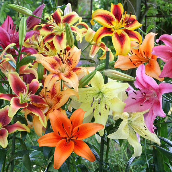 Glow Up Lily Hybrids Mixture Lily Blooms Species Growing Bonsai Bulbs Roots Rhizomes Corms Tubers Potted Planting Reblooming Fragrant Garden Flower Seeds Plant
