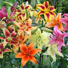 Glow Up Lily Hybrids Mixture Lily Blooms Species Growing Bonsai Bulbs Roots Rhizomes Corms Tubers Potted Planting Reblooming Fragrant Garden Flower Seeds Plant