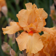 Maid of Orange Bearded Iris Species Growing Bonsai Bulbs Roots Rhizomes Corms Tubers Potted Planting Reblooming Fragrant Garden Flower Seeds Plant