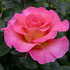 Fushia Rose Seedlings Flower Seeds Perennial Growing Bonsai Corms Tubers Potted Planting Reblooming Fragrant Garden Roots Rhizomes Species Blooms Plant Bulbs Gardening Tree - Seedsplant