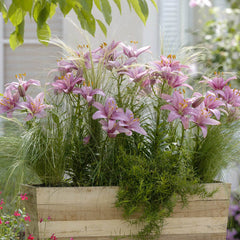 Silla Lily Blooms Species Growing Bonsai Bulbs Roots Rhizomes Corms Tubers Potted Planting Reblooming Fragrant Garden Flower Seeds Plant - Seedsplant