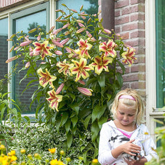 Lavon Lily Tree Lily Blooms Species Growing Bonsai Bulbs Roots Rhizomes Corms Tubers Potted Planting Reblooming Fragrant Garden Flower Seeds Plant