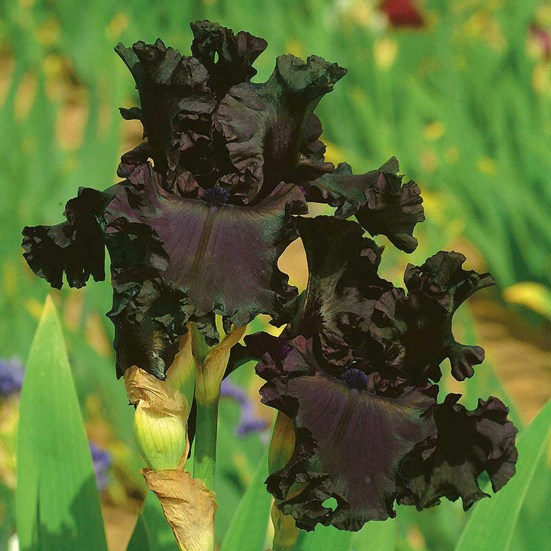 All Night Long Bearded Iris Species Growing Bonsai Bulbs Roots Rhizomes Corms Tubers Potted Planting Reblooming Fragrant Garden Flower Seeds Plant