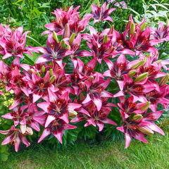 Trendy Savannah Carpet Border Lily Blooms Species Growing Bonsai Bulbs Roots Rhizomes Corms Tubers Potted Planting Reblooming Fragrant Garden Flower Seeds Plant