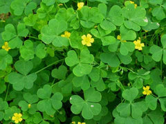 Yellow Stricta Oxalis Bulbs Wood Sorrel Shamrock Perennial Growing Bonsai Roots Rhizomes Corms Tubers Potted Planting Reblooming Fragrant Garden Species Blooms Flower Seeds Plant Gardening - Seedsplant