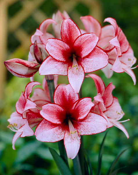 Charisma Amaryllis Hippeastrum Blooms Species Growing Bonsai Bulbs Roots Rhizomes Corms Tubers Potted Planting Reblooming Fragrant Garden Flower Seeds Plant  Size 12-16cm