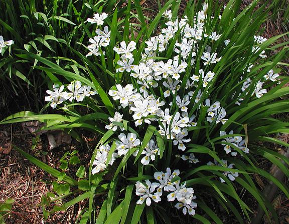 Iris Odaesanensis Pure White Flowers and Distinct Yellow Signals Bearded Iris Species Growing Bonsai Bulbs Roots Rhizomes Corms Tubers Potted Garden Flower Seeds Plant