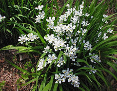 Iris Odaesanensis Pure White Flowers and Distinct Yellow Signals Bearded Iris Species Growing Bonsai Bulbs Roots Rhizomes Corms Tubers Potted Garden Flower Seeds Plant