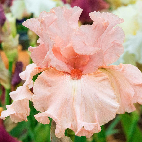 Magical Bearded Iris Pink Iris Species Growing Bonsai Bulbs Roots Rhizomes Corms Tubers Potted Planting Reblooming Fragrant Garden Flower Seeds Plant