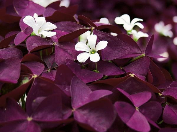 Charmed Wine Oxalis Bulbs Wood Sorrel Shamrock Perennial Growing Bonsai Roots Rhizomes Corms Tubers Potted Planting Reblooming Fragrant Garden Species Blooms Flower Seeds Plant Gardening