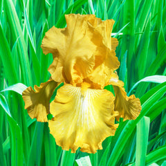 Well Endowed Bearded Iris Species Growing Bonsai Bulbs Roots Rhizomes Corms Tubers Potted Planting Reblooming Fragrant Garden Flower Seeds Plant