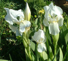 Iris Species More Variations Including Pure White Form White Standards Pale Violet Falls Gray Lavender Finally Vigorous Clump Garden Flower Seeds Plant