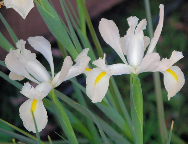 Iris Unknown Cultivars Bearded Iris Species Growing Bonsai Bulbs Roots Rhizomes Corms Tubers Potted Planting Reblooming Fragrant Garden Flower Seeds Plant