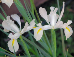 Iris Unknown Cultivars Bearded Iris Species Growing Bonsai Bulbs Roots Rhizomes Corms Tubers Potted Planting Reblooming Fragrant Garden Flower Seeds Plant - Seedsplant