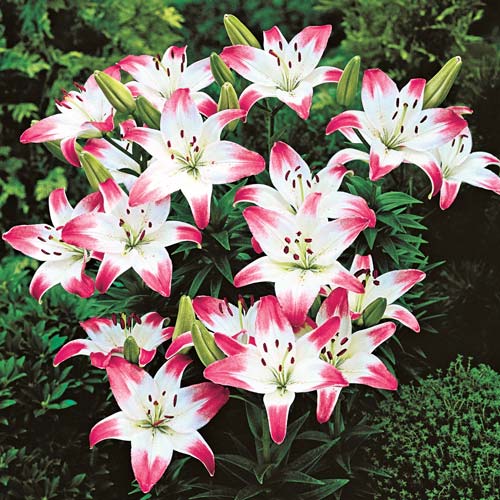 reblooming asiatic lily Lollipop Lilies A Profuse Bloomer With Colorful Flowers Lily Blooms Species Growing Bonsai Bulbs Roots Rhizomes Corms Tubers Potted Planting Reblooming Fragrant Garden Flower Seeds Plant