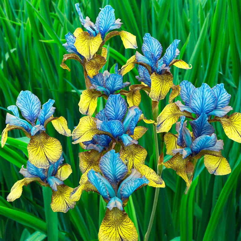 iris flower seeds So van Gogh Siberian Iris Iris Species Growing Bonsai Bulbs Roots Rhizomes Corms Tubers Potted Planting Reblooming Fragrant Garden Flower Seeds Plant