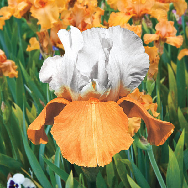 Invitation Reblooming Bearded Iris Species Growing Bonsai Bulbs Roots Rhizomes Corms Tubers Potted Planting Reblooming Fragrant Garden Flower Seeds Plant