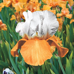 Invitation Reblooming Bearded Iris Species Growing Bonsai Bulbs Roots Rhizomes Corms Tubers Potted Planting Reblooming Fragrant Garden Flower Seeds Plant
