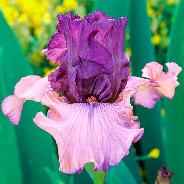 Finishing School Bearded Iris Species Growing Bonsai Bulbs Roots Rhizomes Corms Tubers Potted Planting Reblooming Fragrant Garden Flower Seeds Plant