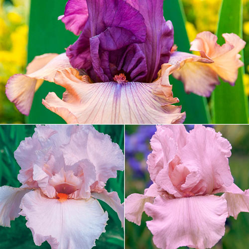 Petals Iris Tickled Pink Iris Collection Prettiest Species Growing Bonsai Bulbs Roots Rhizomes Corms Tubers Potted Planting Reblooming Fragrant Garden Flower Seeds Plant