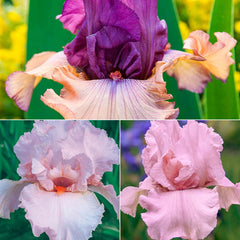 Petals Iris Tickled Pink Iris Collection Prettiest Species Growing Bonsai Bulbs Roots Rhizomes Corms Tubers Potted Planting Reblooming Fragrant Garden Flower Seeds Plant