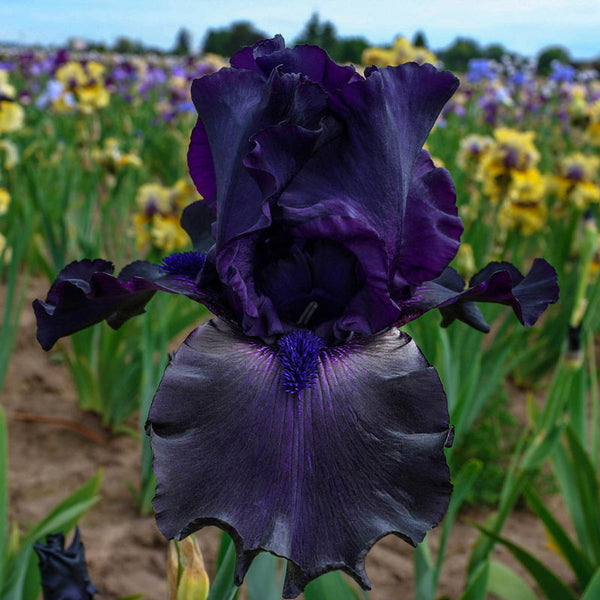 Ghost Train Bearded Iris Bulbs Rhizome Reblooming Bearded Iris Perennial Garden Decoration Iris Flower Bulbs