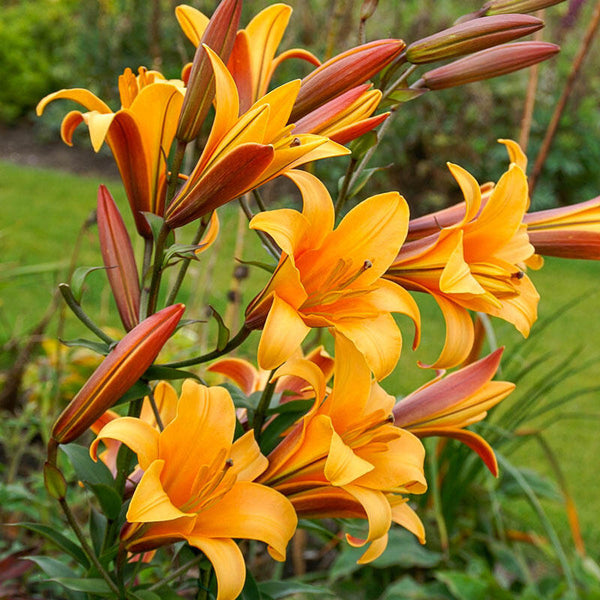 Orange Planet Lily Tree Lily Blooms Species Growing Bonsai Bulbs Roots Rhizomes Corms Tubers Potted Planting Reblooming Fragrant Garden Flower Seeds Plant