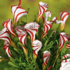 Candy Cane Sorrel Oxalis Bulbs Wood Shamrock Perennial Growing Bonsai Roots Rhizomes Corms Tubers Potted Planting Reblooming Fragrant Garden Species Blooms Flower Seeds Plant Gardening