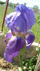Iris Sicula Tod Very Tall Bearded Iris Species Growing Bonsai Bulbs Roots Rhizomes Corms Tubers Potted Planting Reblooming Fragrant Garden Flower Seeds Plant